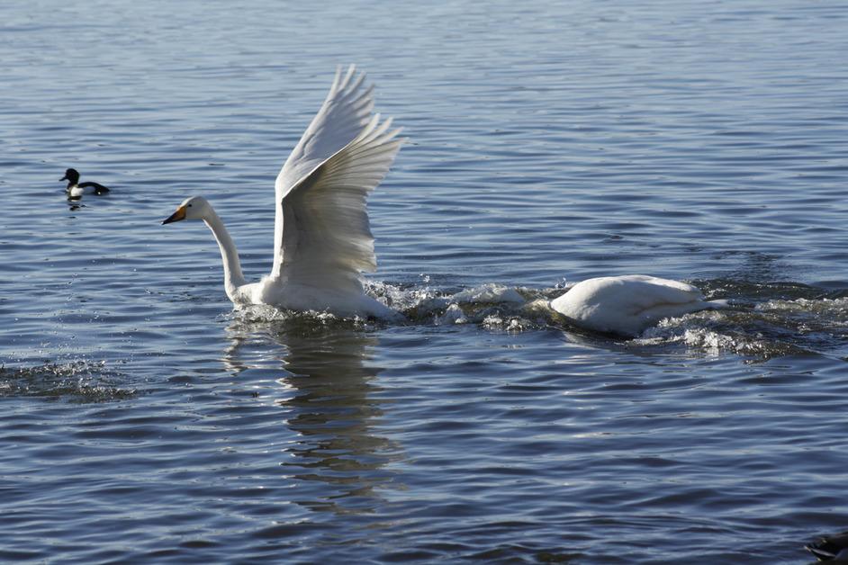 Two swans and a duck swim in a body of water. 