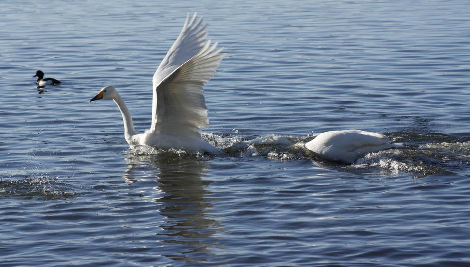 Why Are Swans so Mean? These Beautiful Birds Are Territorial