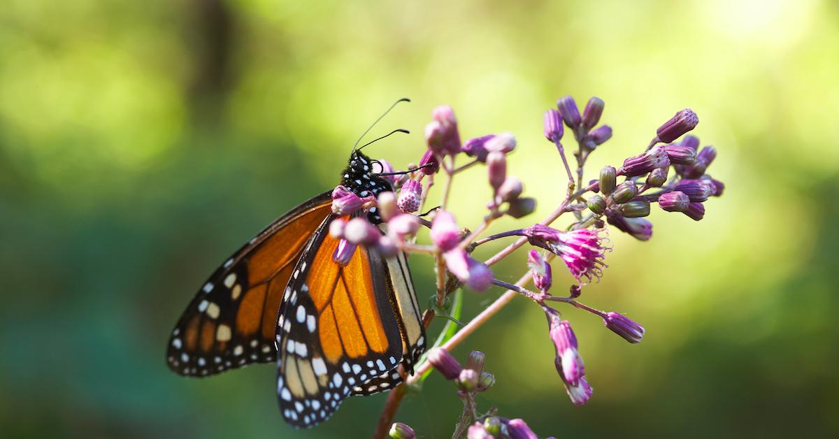 Monarch Butterfly Radar