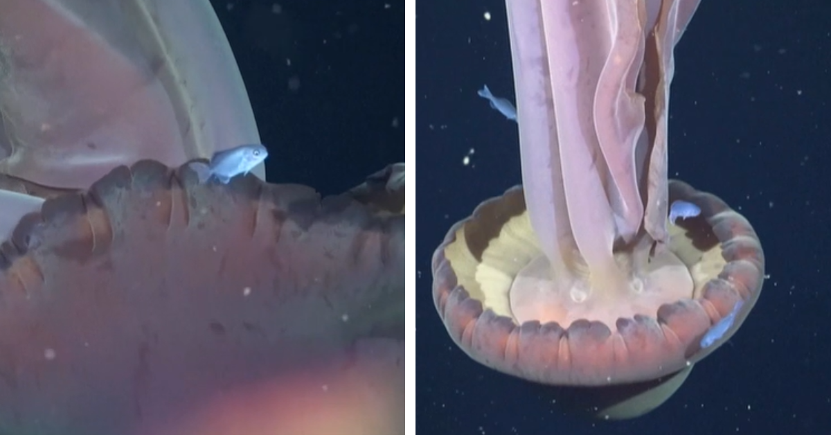 Footage obtained of a Giant Phantom Jellyfish shows the massive creature swimming with blue fish