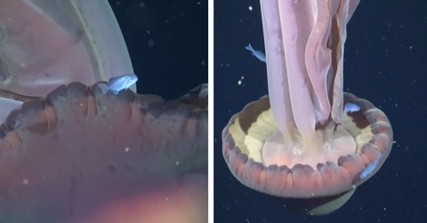 Footage obtained of a Giant Phantom Jellyfish shows the massive creature swimming with blue fish