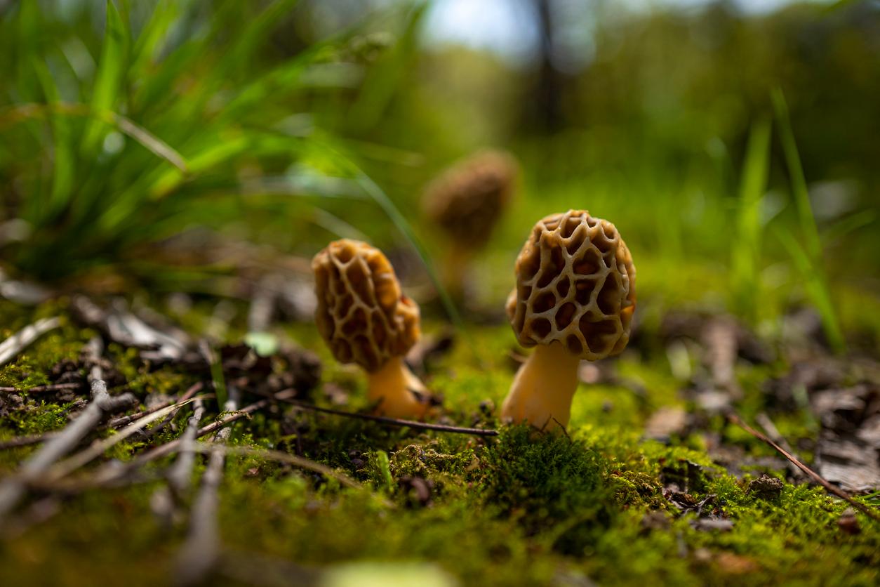 Close up of two morel mushrooms on a mossy forest floor