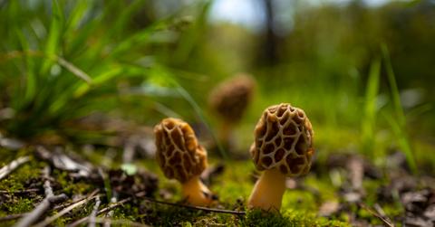 Close up of two morel mushrooms on a mossy forest floor