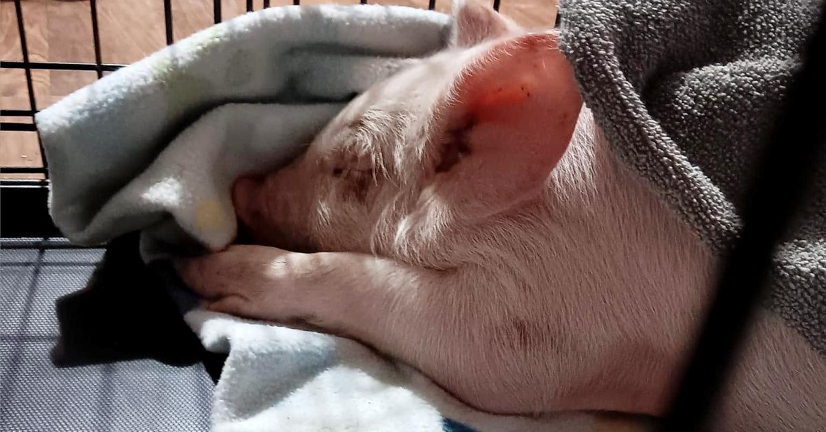 Rescued pink piglet sleeping in a crate with blankets