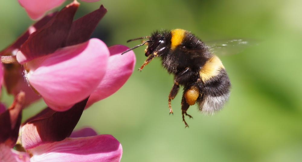 A bumblebee flying up to a flower.