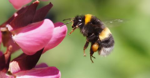A bumblebee flying up to a flower.