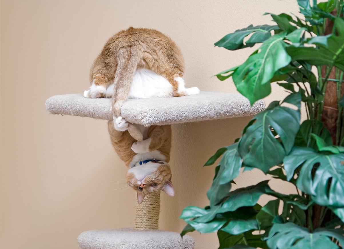 A cat hangs upside down from a cat tree beside a plant while placing a paw on her tail.