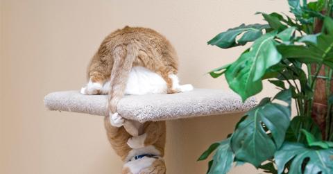 A cat hangs upside down from a cat tree beside a plant while placing a paw on her tail.