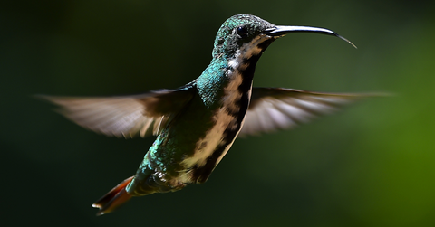 Hummingbird