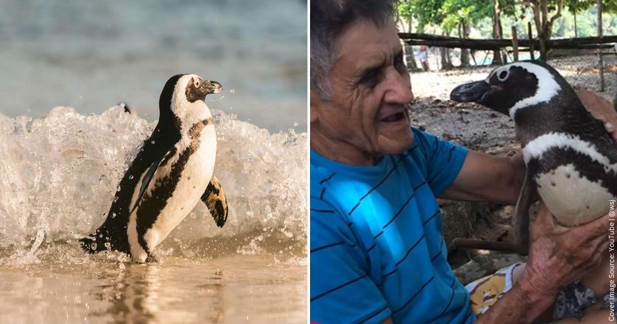 (L) An adorable penguin arrives at the beach after crossing the ocean. (Representative Cover Image Source: Pexels | Taryn Elliott) | (R) Dindim, the penguin, meets his favorite human in Brazil. (Cover Image Source: YouTube | @wsj)
