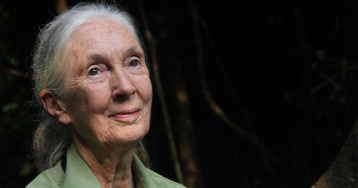 Jane Goodall in Gombe National Park