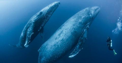 Scuba diver approaches humpback whales (Representative Cover Image Source: Getty Images | Rodrigo Friscione)