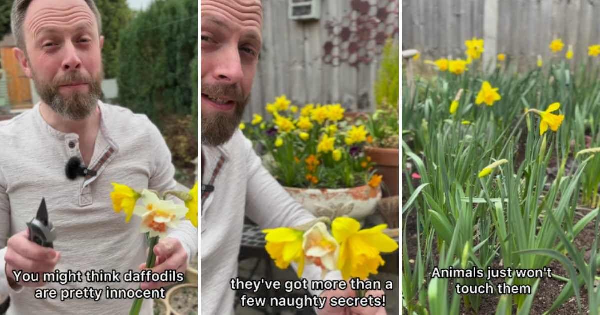 Gardening expert shares three facts about daffodils. (Cover Image Source: Instagram | @viewfromthepottingbench)
