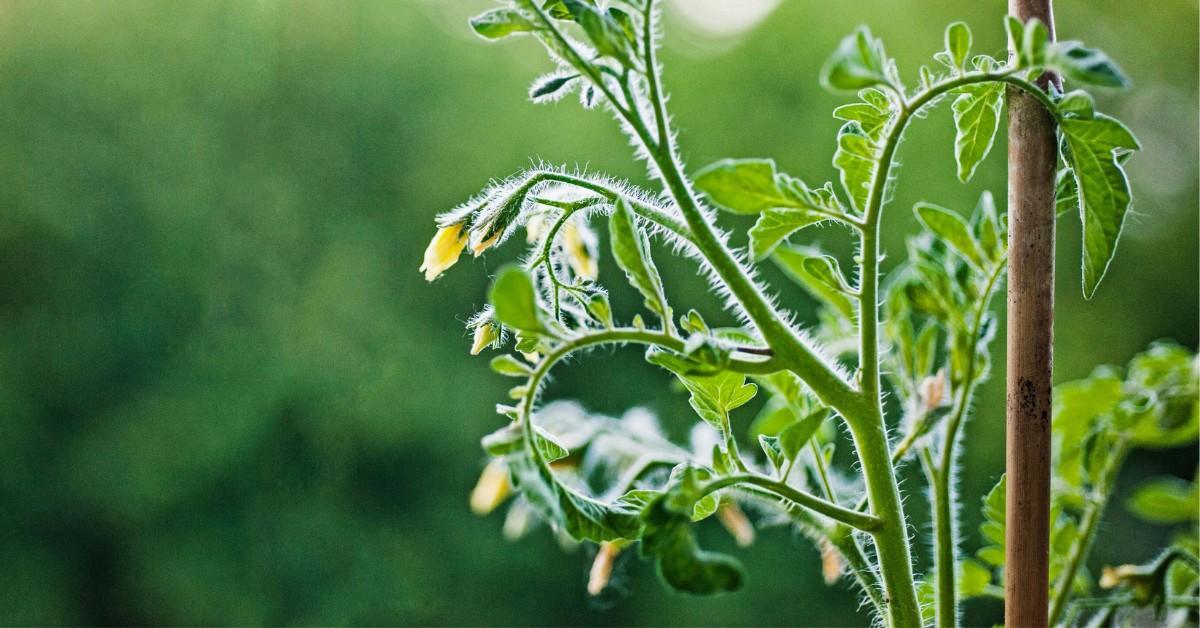 Close-up of yellow flower buds on a tomato plant