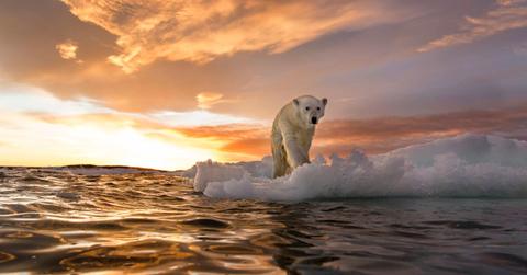 Vulnerable polar bear stands on an ice chunk amidst melting sea ice and rising sea levels (Representative Cover Image Source: Getty Images | Paul Souders)