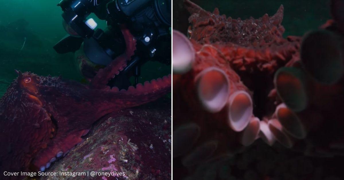 Screenshots of an octopus being cheeky with a diver. (Cover Image Source: Instagram | @roneydives)