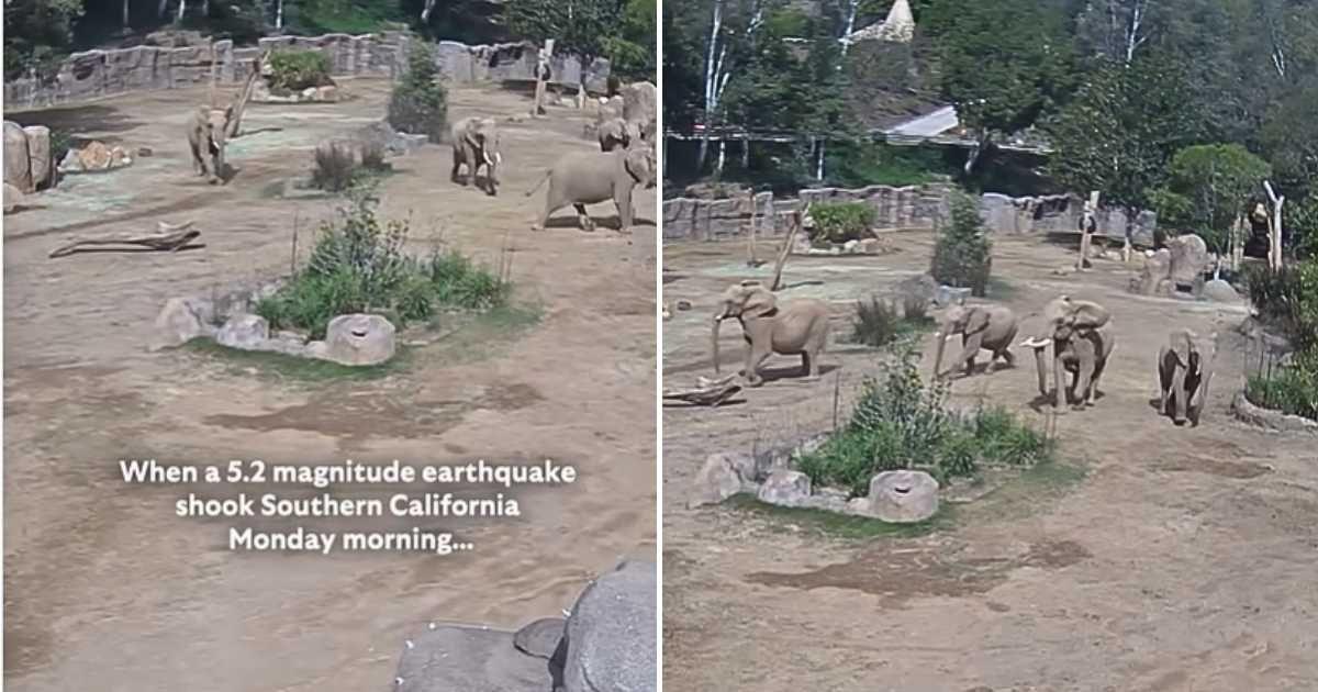 Elephants in the San Diego Zoo Safari Park form an 'alert circle' as a defense mechanism during an earthquake. (Cover Image Source: Instagram | @sdzsafaripark)