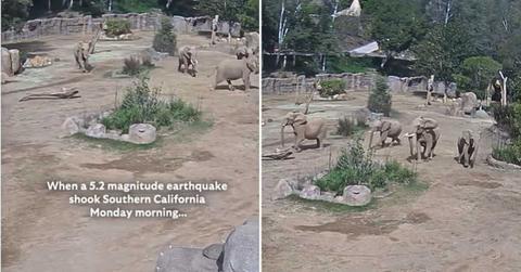 Elephants in the San Diego Zoo Safari Park form an 'alert circle' as a defense mechanism during an earthquake. (Cover Image Source: Instagram | @sdzsafaripark)