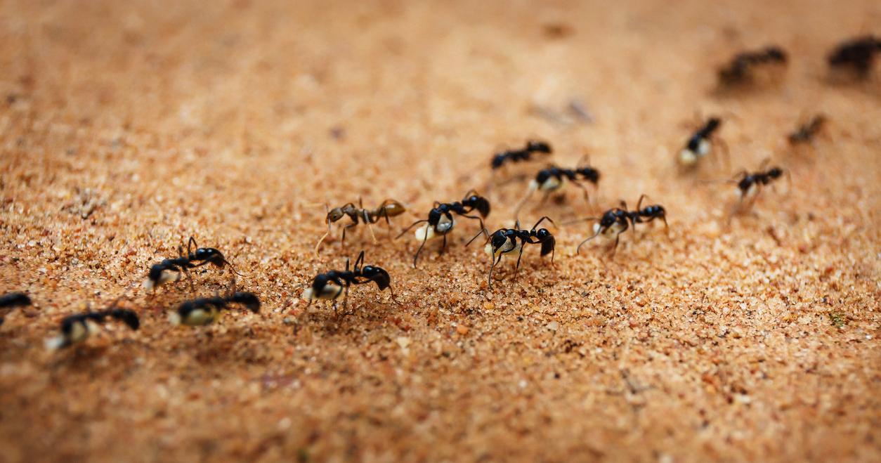 Two rows of ants walking together outside. 
