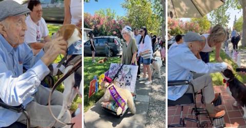 Screenshots of man's birthday dog parade