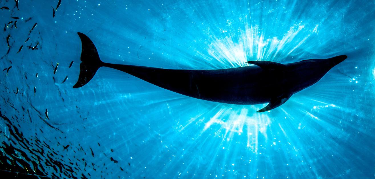 Underwater view of a silhouette of a dolphin from below, illuminated by sunlight. 