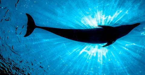 Underwater view of a silhouette of a dolphin from below, illuminated by sunlight.
