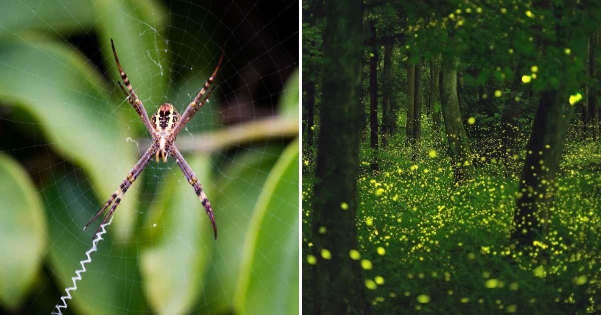 (L) A sheet web spider in a web tucked in a tree, (R) Swarm of glowing fireflies in a forest. (Representative Cover Image Source: Getty Images | (L) Weltreisendertj, (R) Trevor Williams)