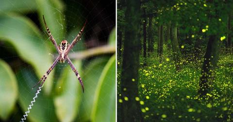 (L) A sheet web spider in a web tucked in a tree, (R) Swarm of glowing fireflies in a forest. (Representative Cover Image Source: Getty Images | (L) Weltreisendertj, (R) Trevor Williams)