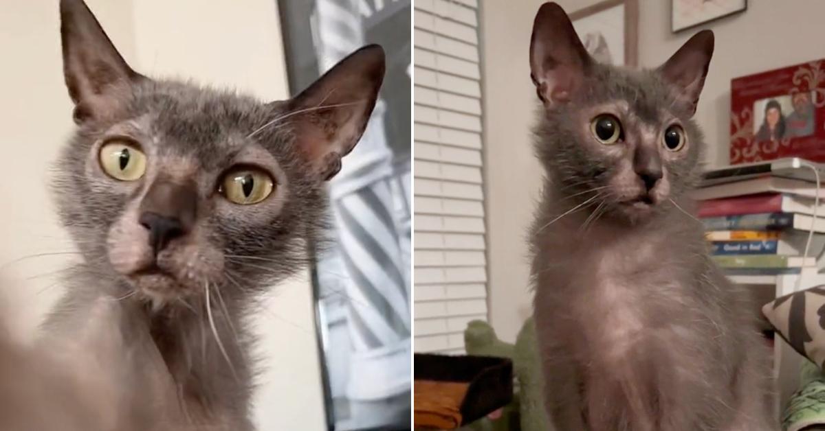 Side-by-side images of a lykoi cat before and after molting