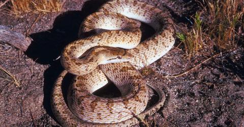 Coiled snake on the ground.