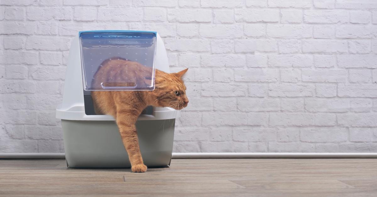 Why Does My Cat Sit in the Litter Box?