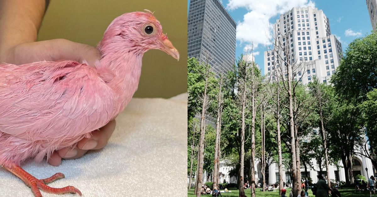 Pink Pigeon in New York City