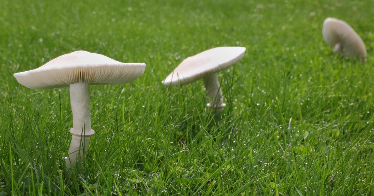 Three white cap mushrooms grow in a green lawn. 