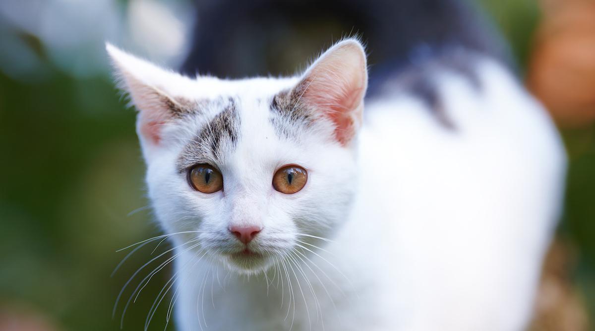 All About Dandruff in Cats