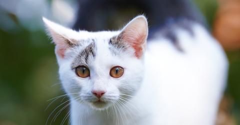 Why does my cat have dandruff?