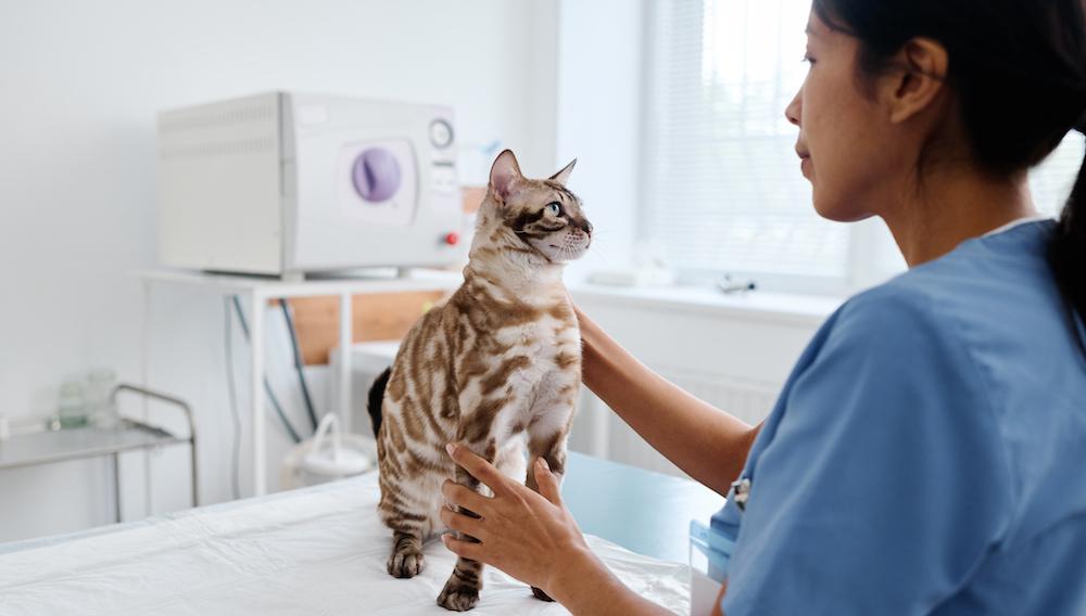 A Bengal cat at the vet. 