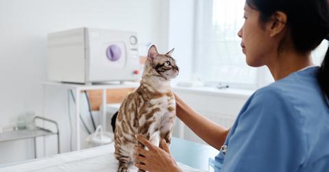 A Bengal cat at the vet.