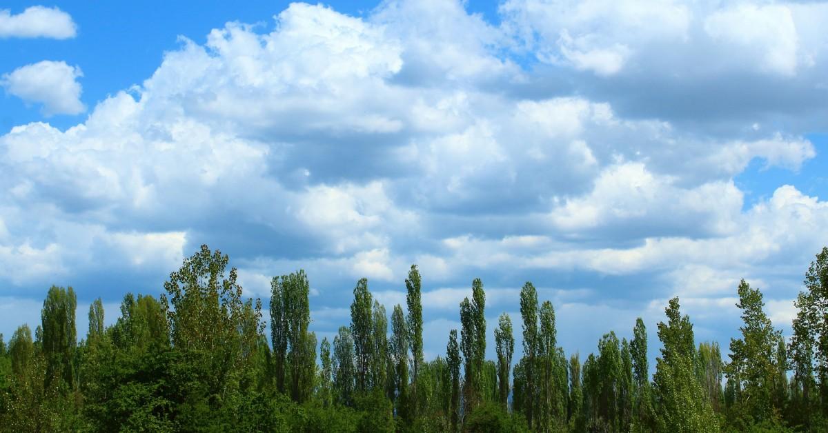 A view of big fluffy clouds over a tree line