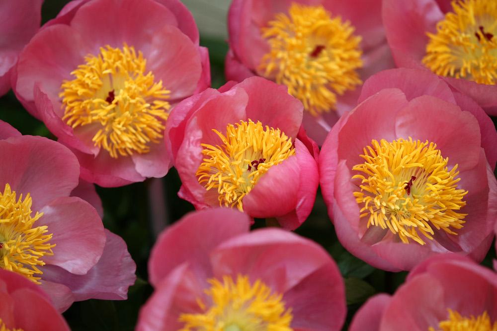 Pink peonies in a garden.