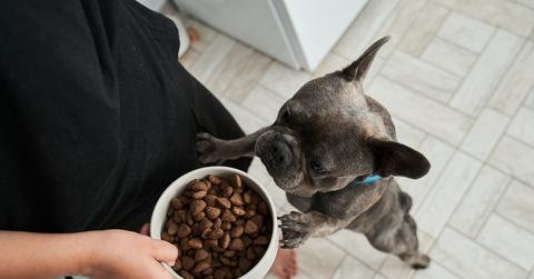 An overhead view of a gray french bulldog standing on their hind legs for food.