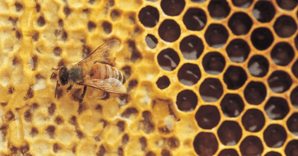 How to Relocate a Honey Bee Hive Safely — Without Getting Stung