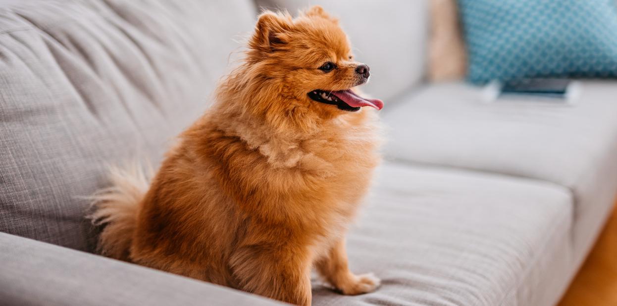 A brown Pomeranian on a grey couch in a living room. 