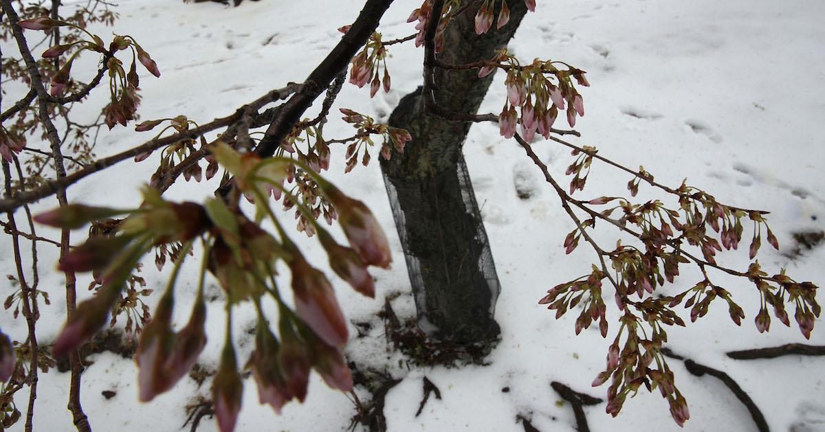 Flower buds in winter