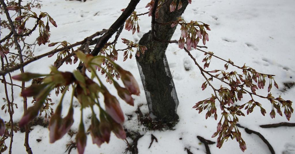 Why Are My Buds Not Opening? How to Help Your Flowers Bloom