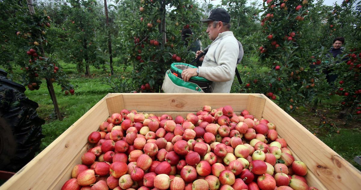 Man harvesting apples