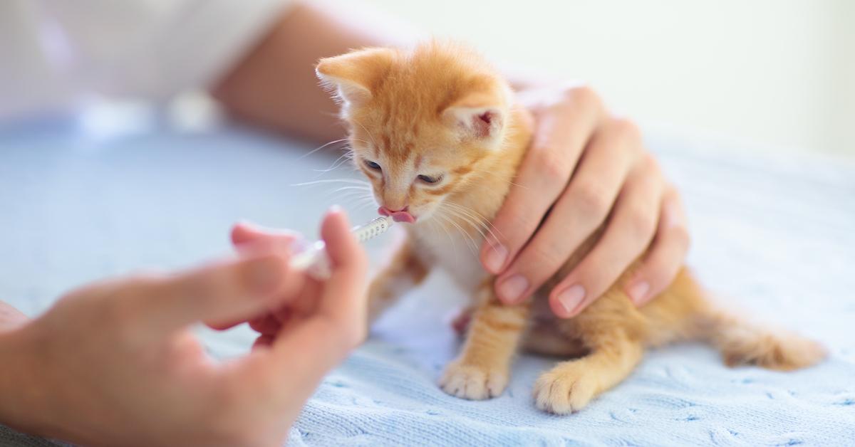 cat kitten testing