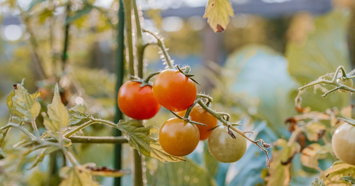 A tomato plant appears to be in distress with yellow and curling leaves