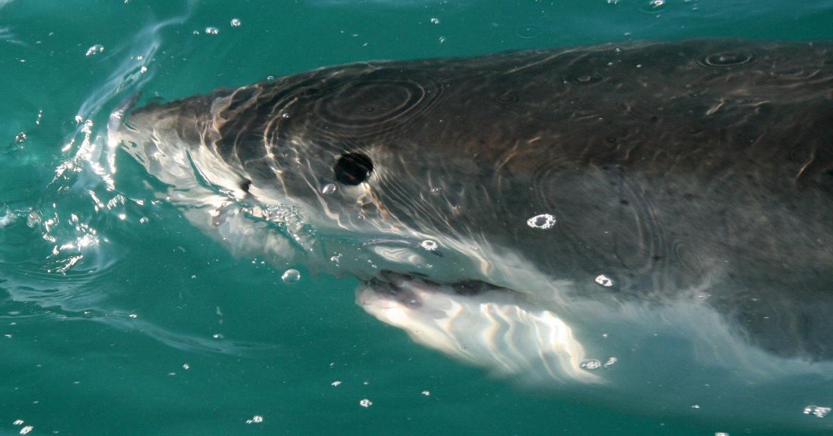 Close-up photograph of a bull shark underwater. 