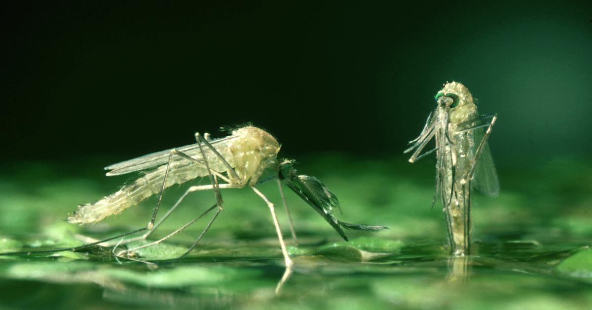 Mosquitoes on a pond