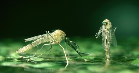 Mosquitoes on a pond